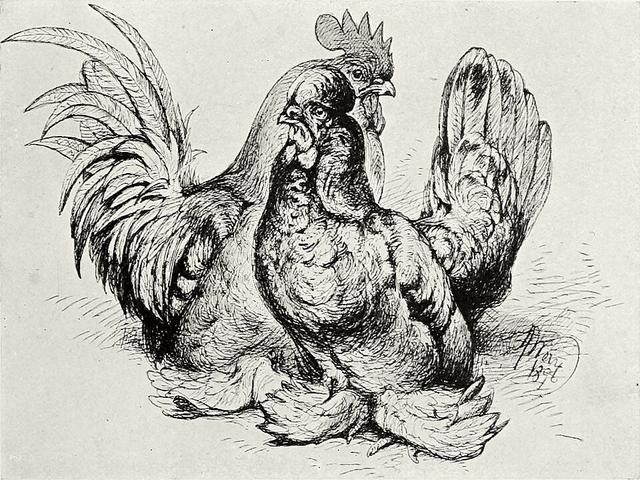 Burmai bantam