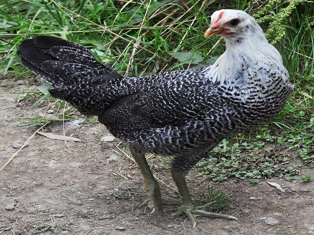 Fajúmi