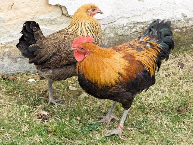 Cseh arany tarka tyúk