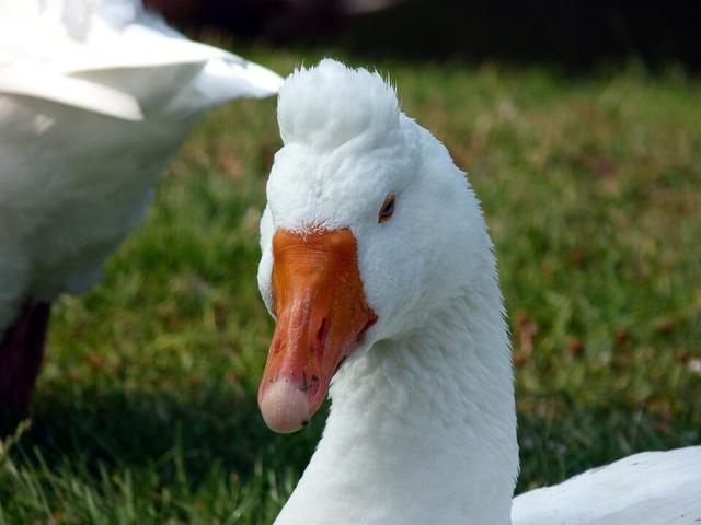 római