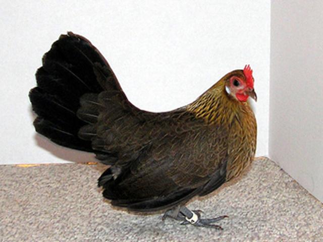 Holland törpe