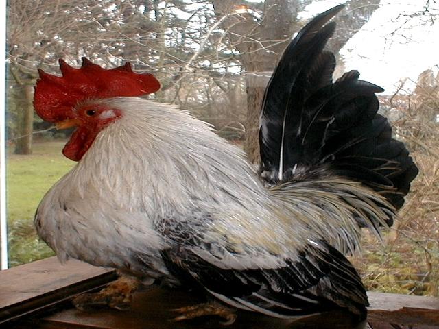 japán bantam