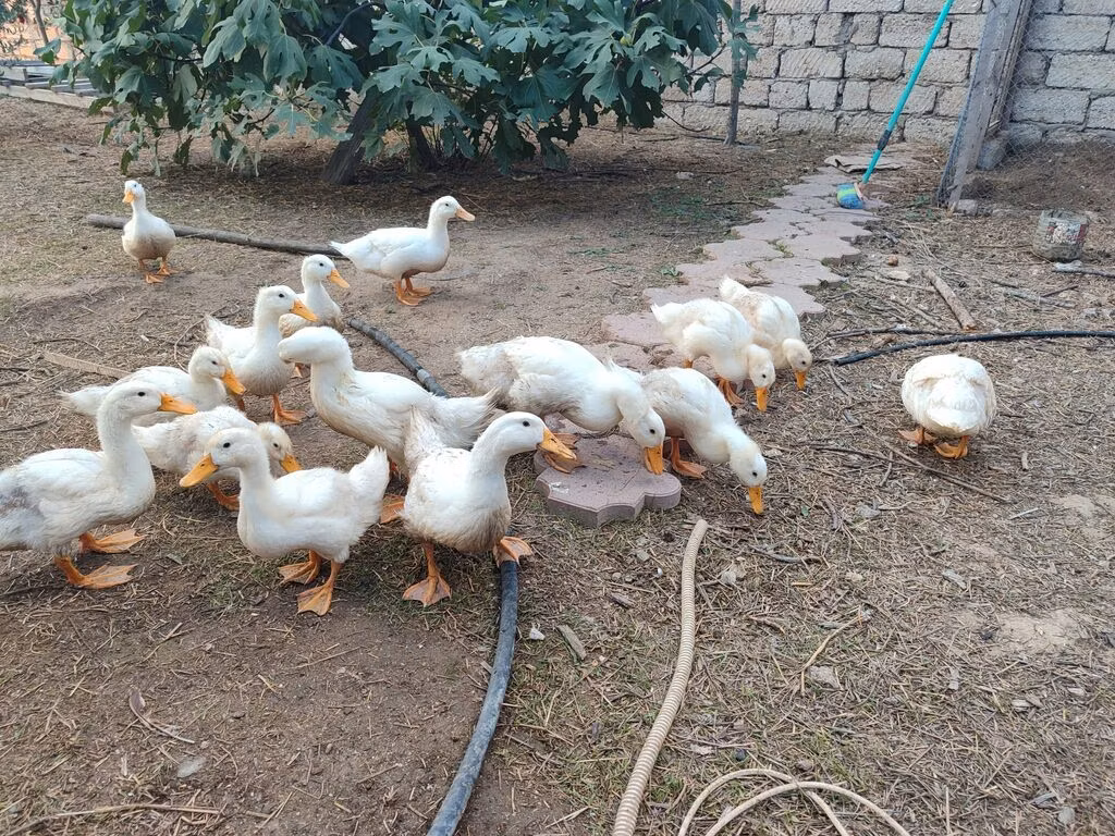 American Pekin