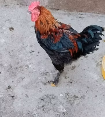 Маран