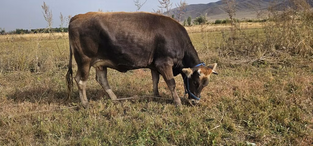 Alatau fajta