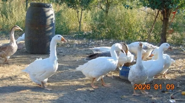 Americký buff