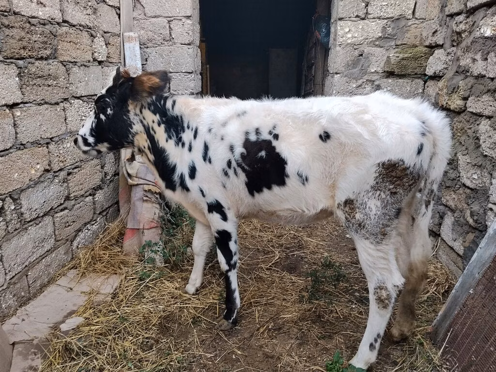 Russian Black pied cattle