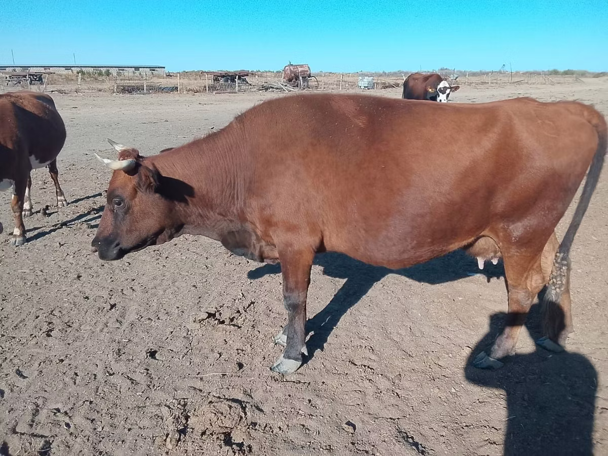 Latvian Blue cattle