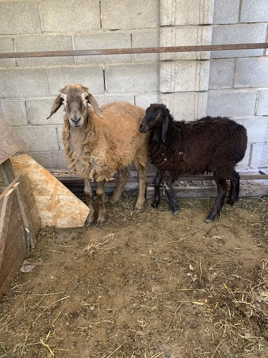 Small-tailed Han sheep