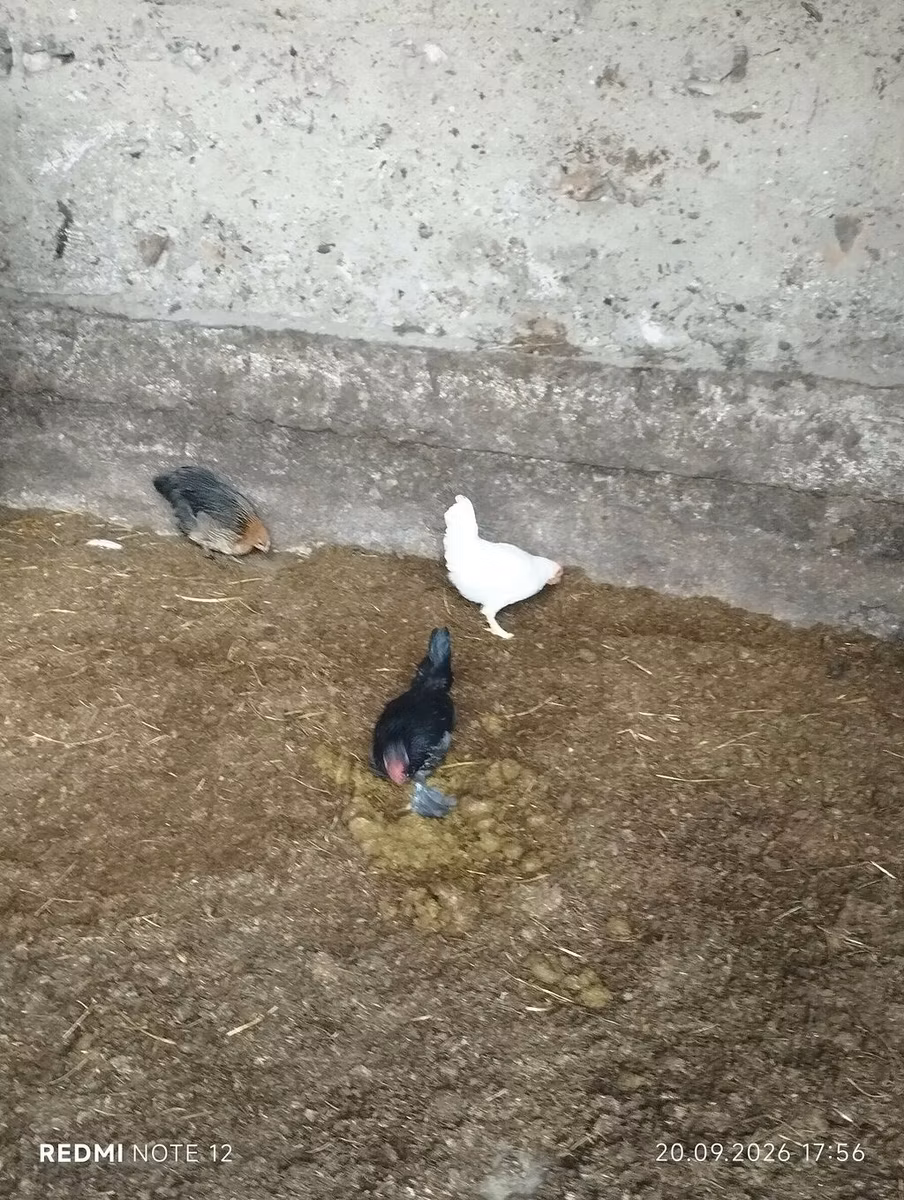 bantam