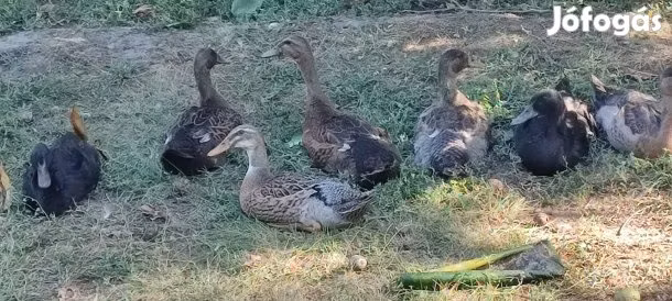 indiai futó