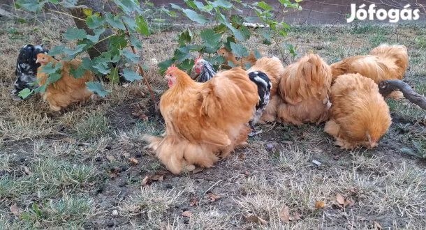 Pekin-Zwerg