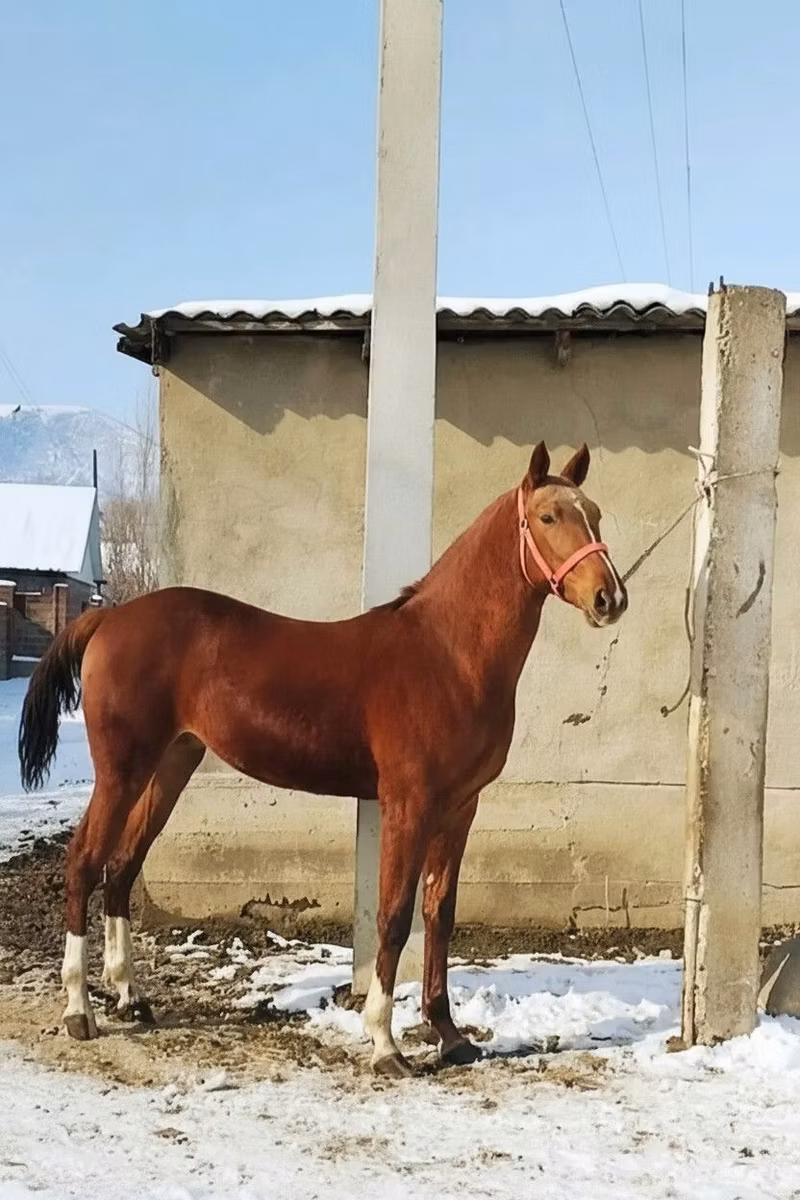 Карабаирская