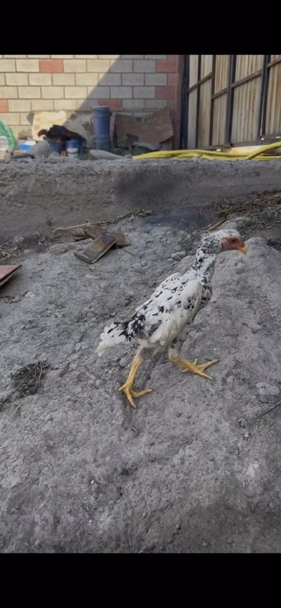 शामो चिकन्स