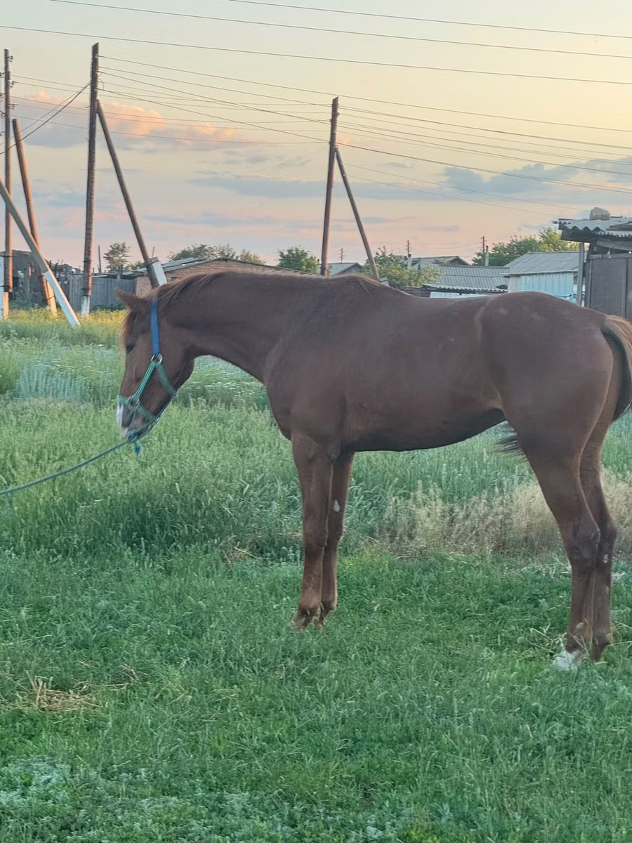 Arabian horse