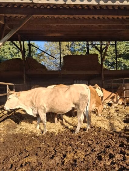 Blonde d’Aquitane cattle