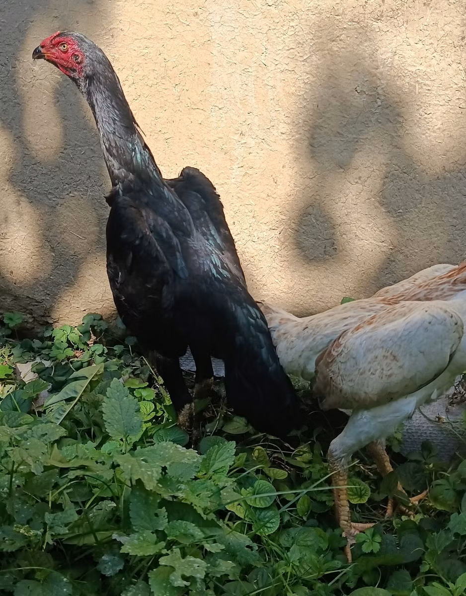 शामो चिकन्स