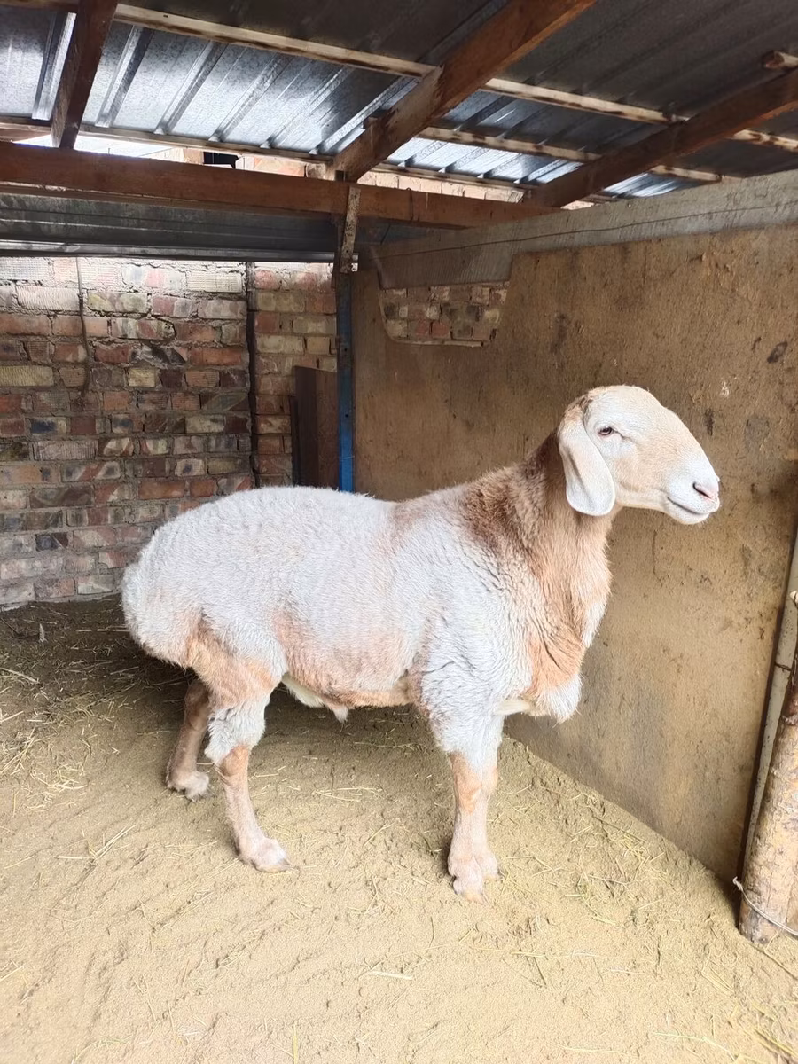 Arashan sheep