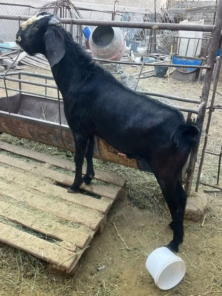 Nubian Goat