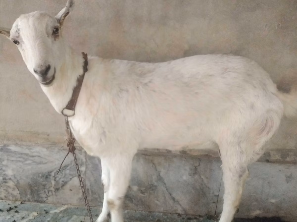 Barbari goats