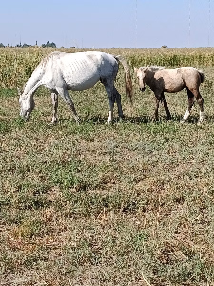 Percheron