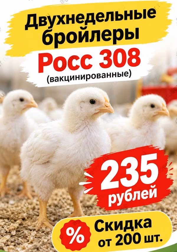 रॉस 308