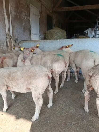Charollais sheep