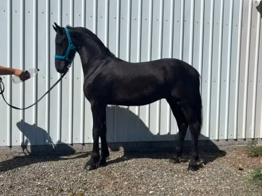 Dutch warmblood horse
