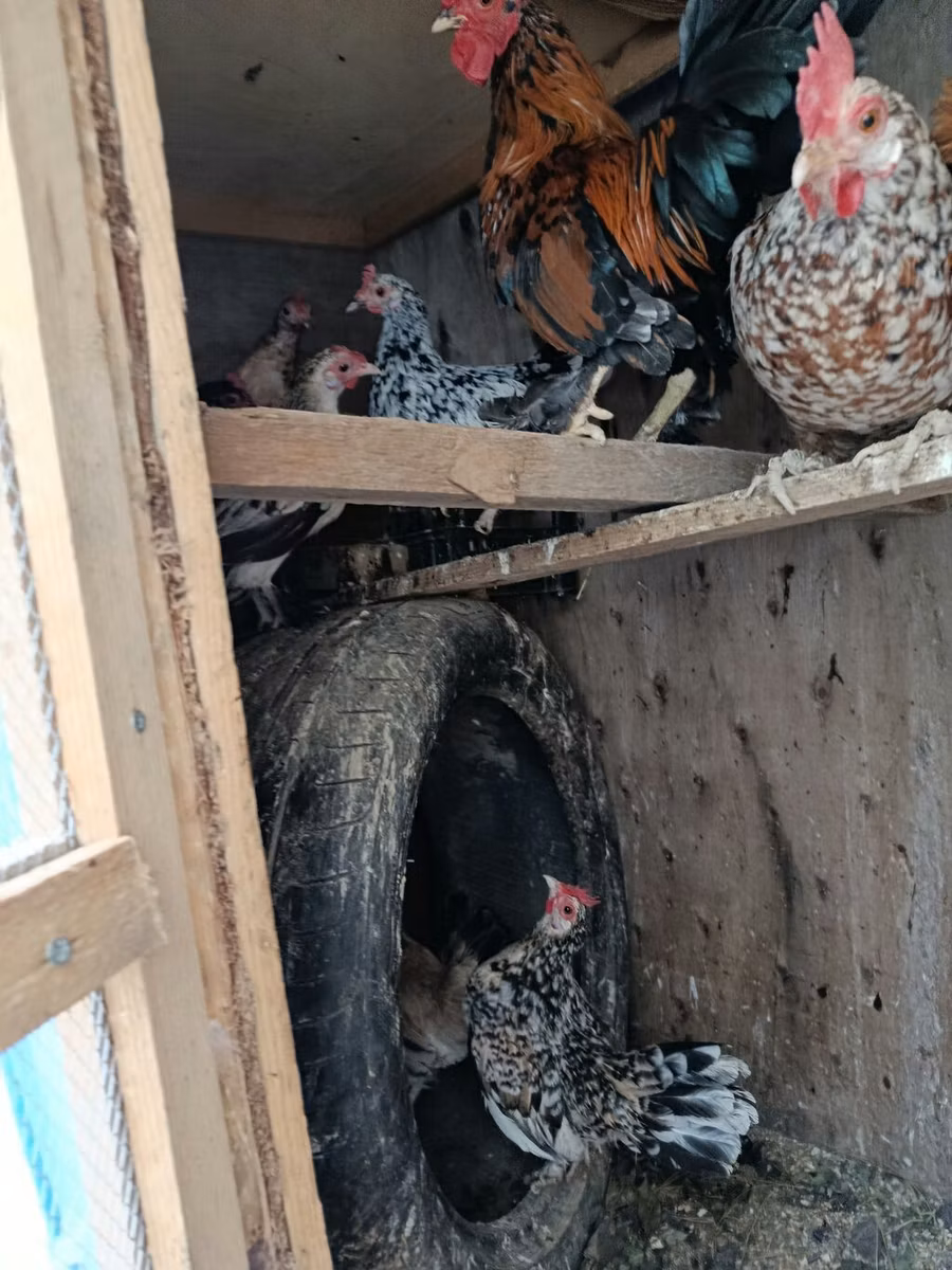 japán bantam