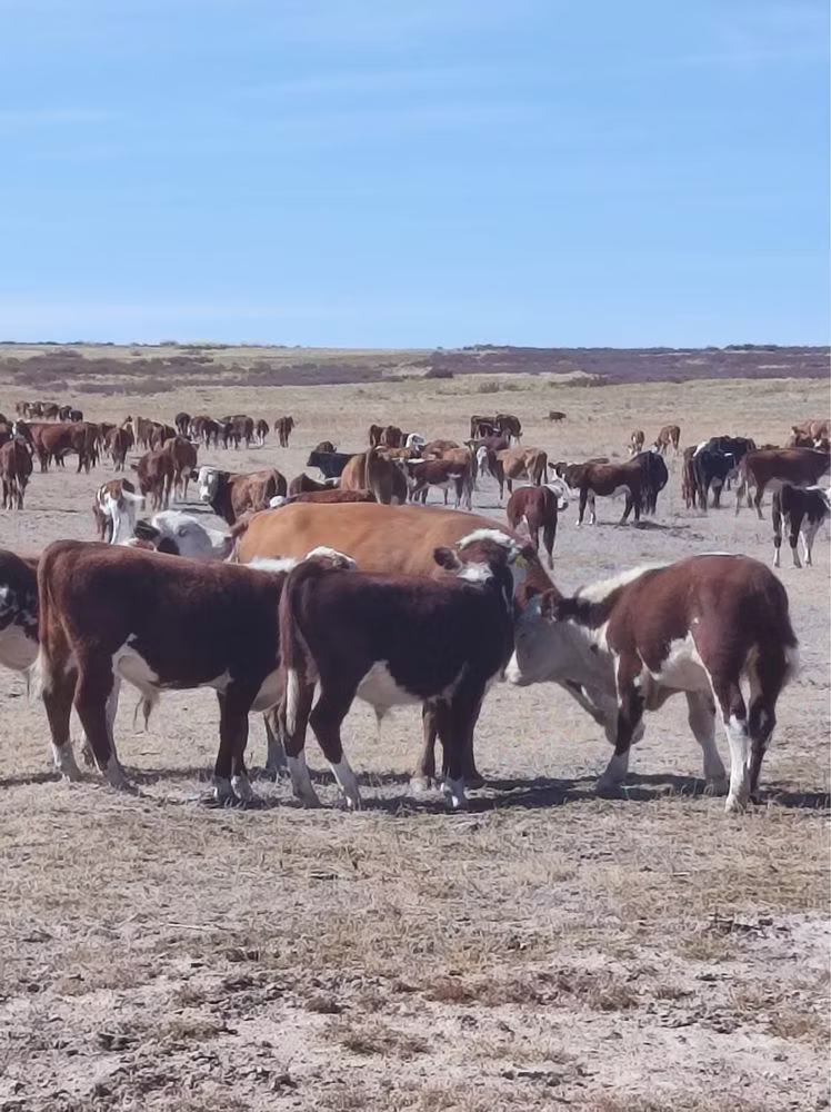 Vache kazakhe à tête blanche