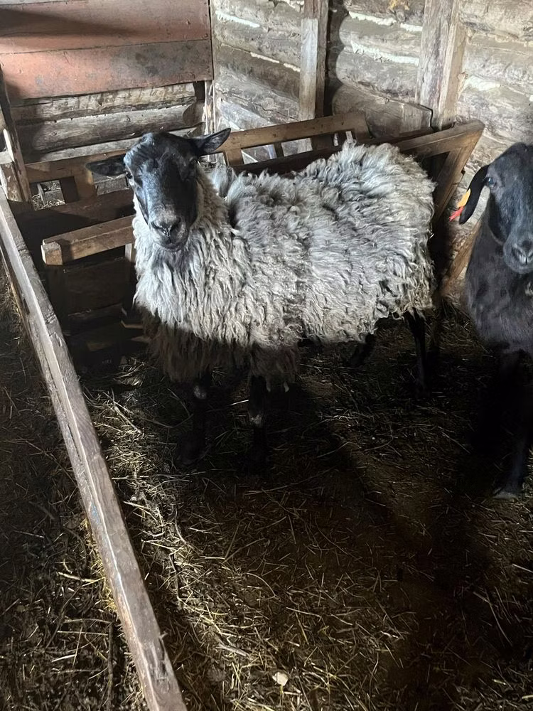 Romanov sheep