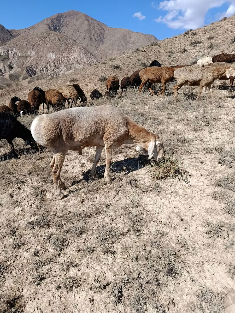 Arashan sheep