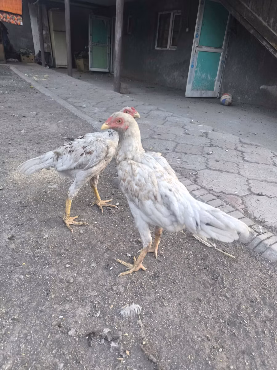 शामो चिकन्स