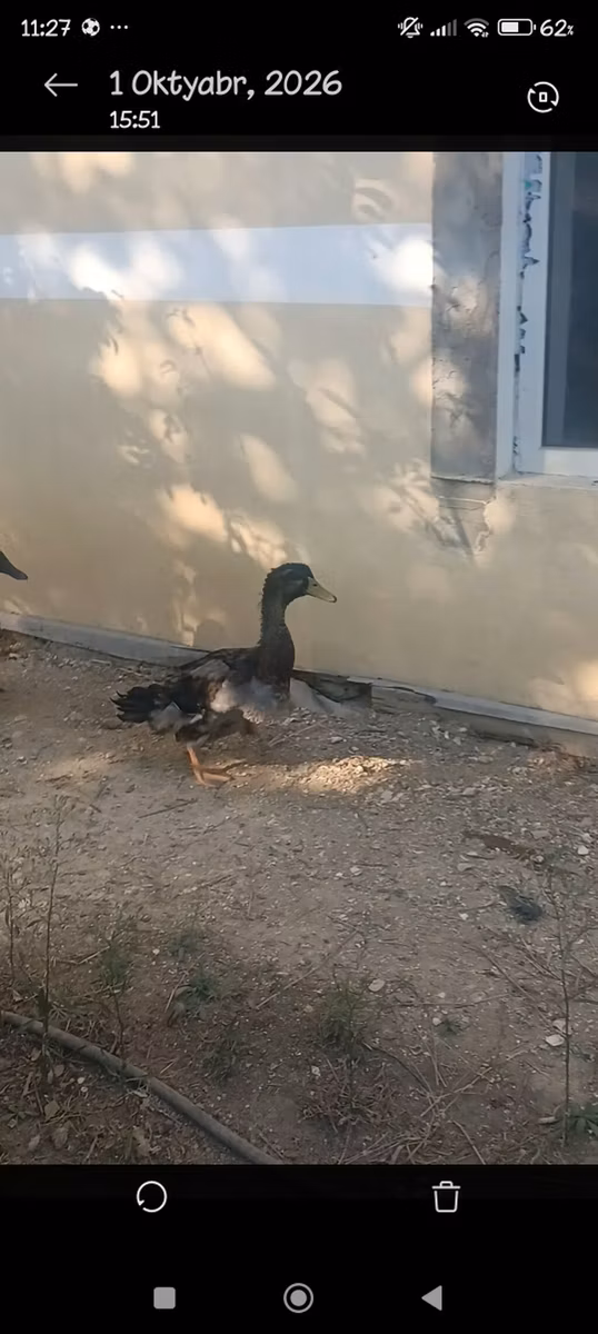 रूएन