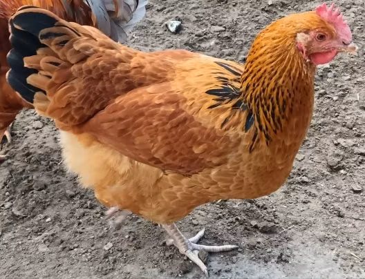 سَسِكس