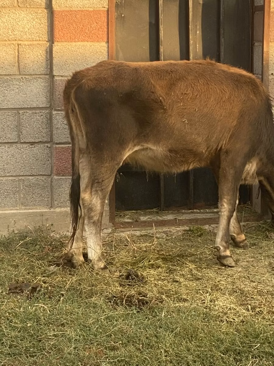 भूरा लातवियाई