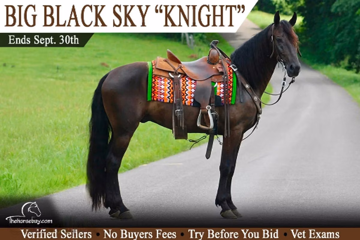 Tennessee Walking Horse