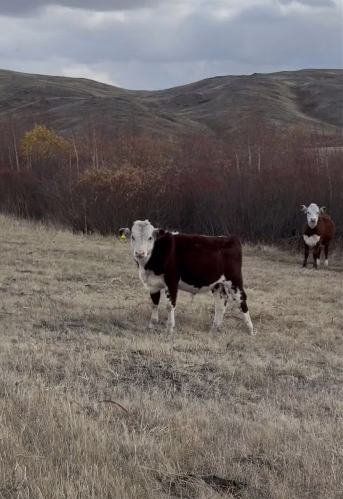 Vache kazakhe à tête blanche