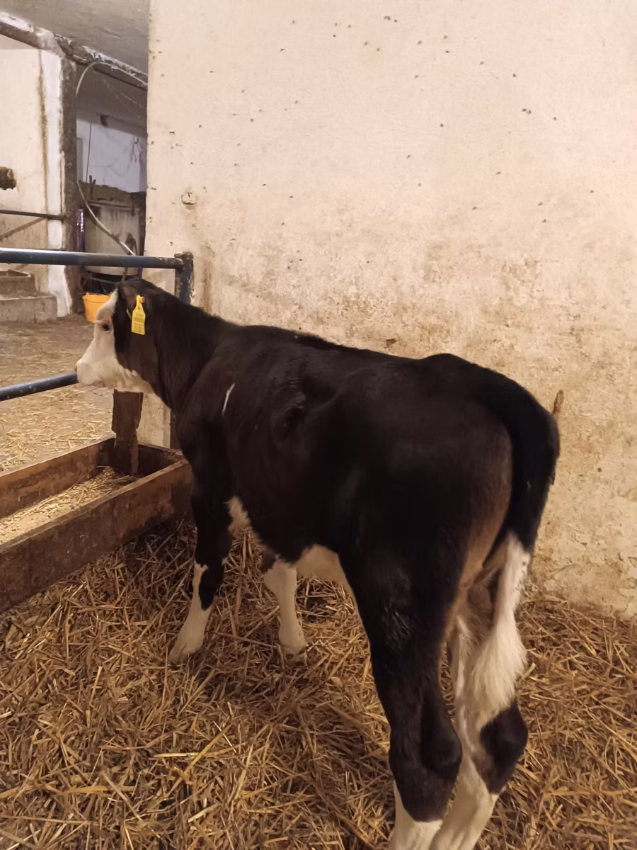 Aberdeen-Angus