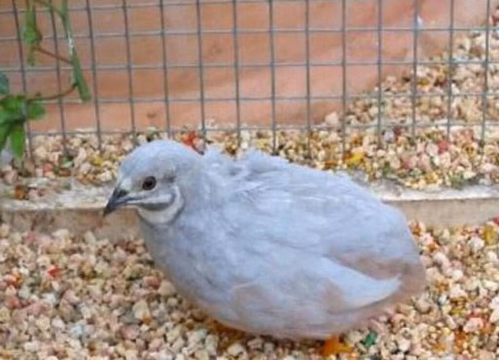 King Quail