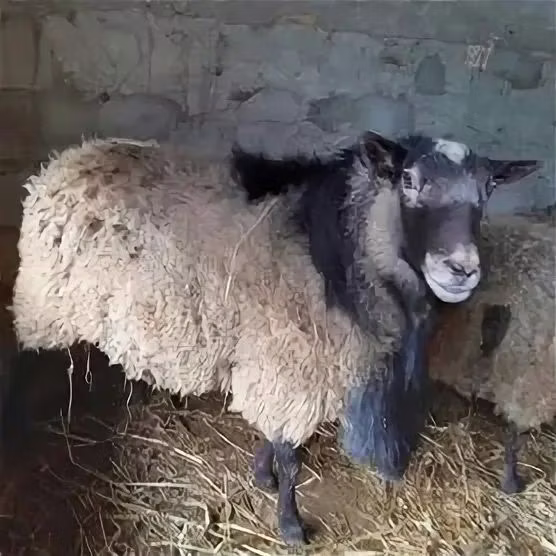 Edilbay sheep