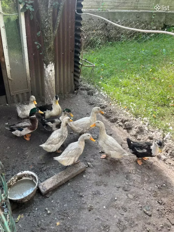 American Pekin