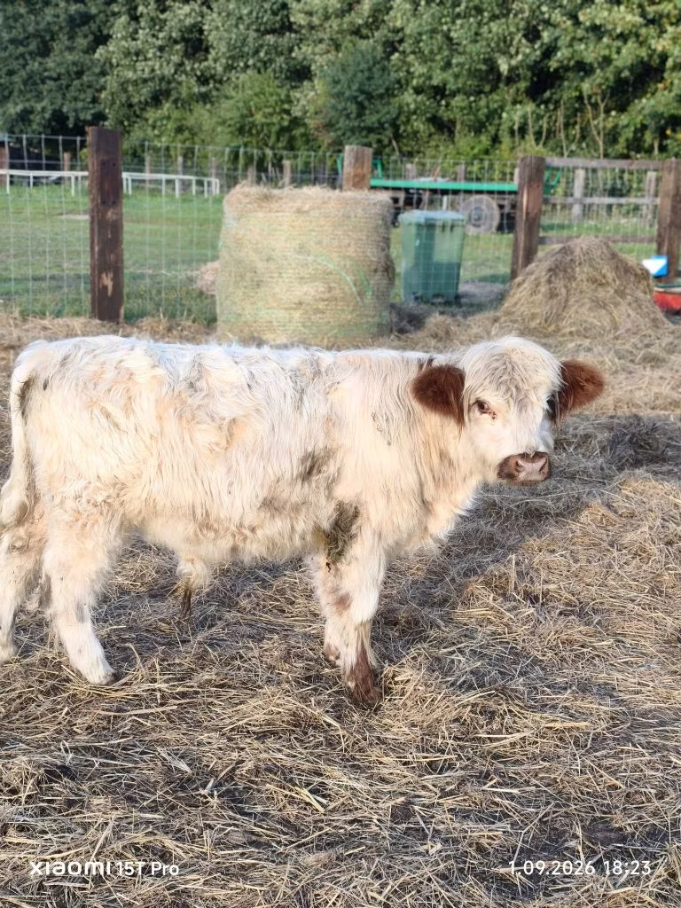 गैलोवे गाय