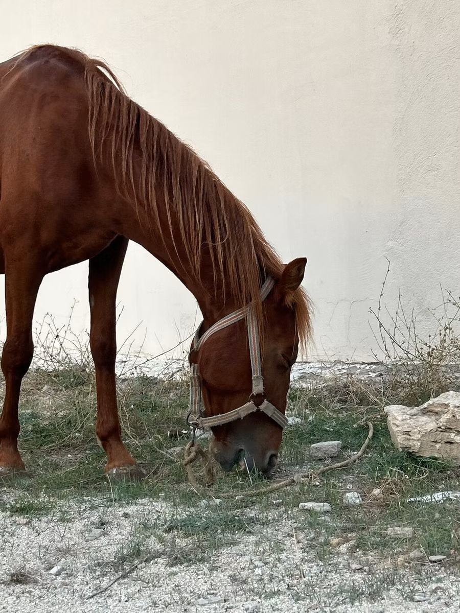 Karabakh horse