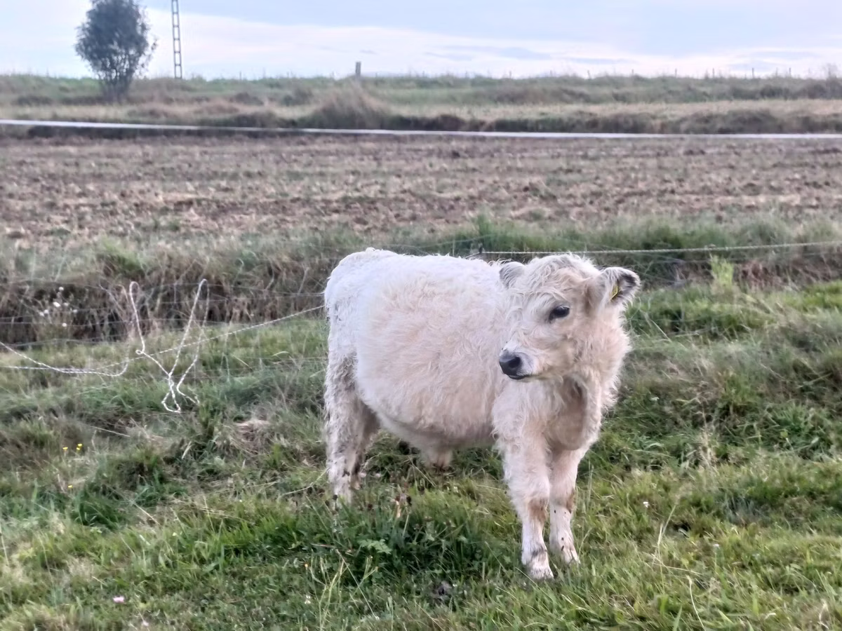 गैलोवे गाय