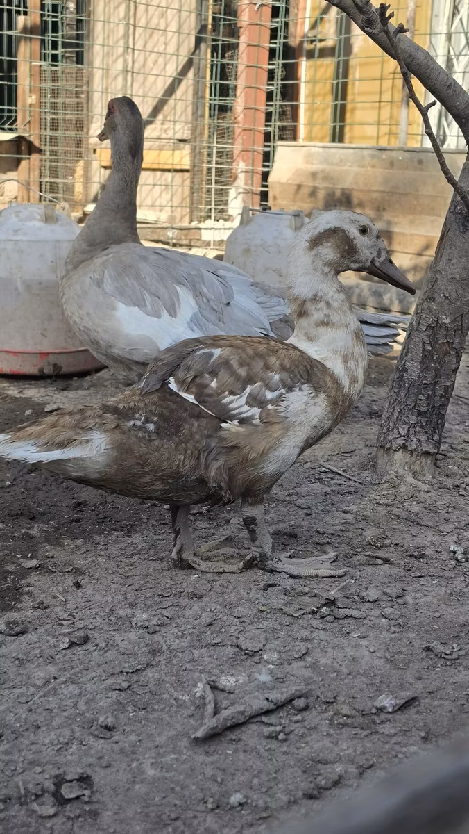 Domestic Muscovy