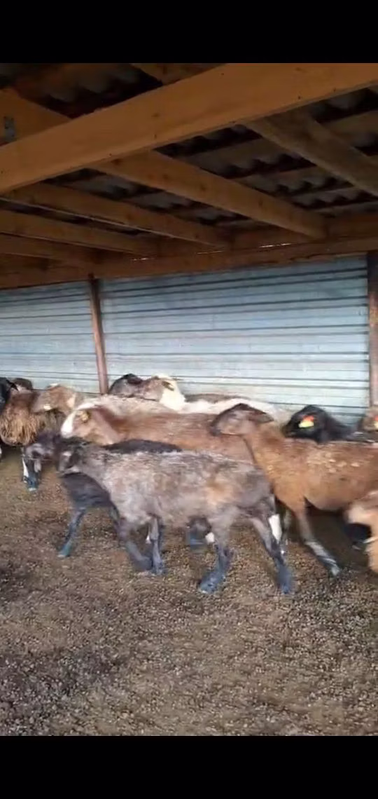 Adal sheep