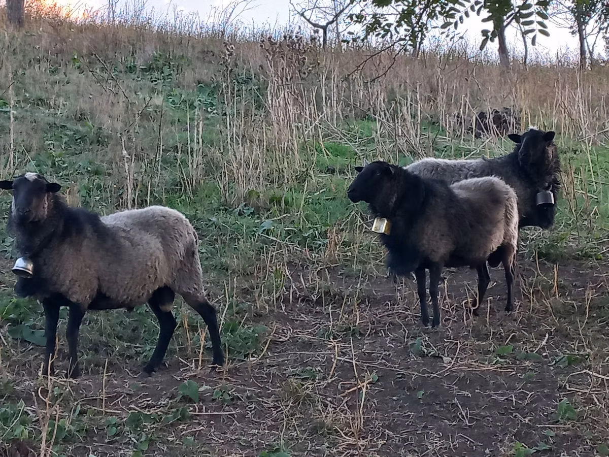 Romanov sheep