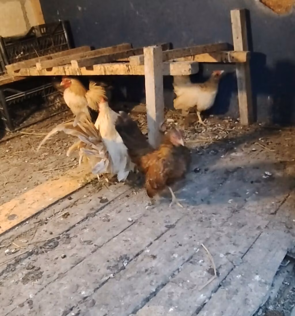 bantam