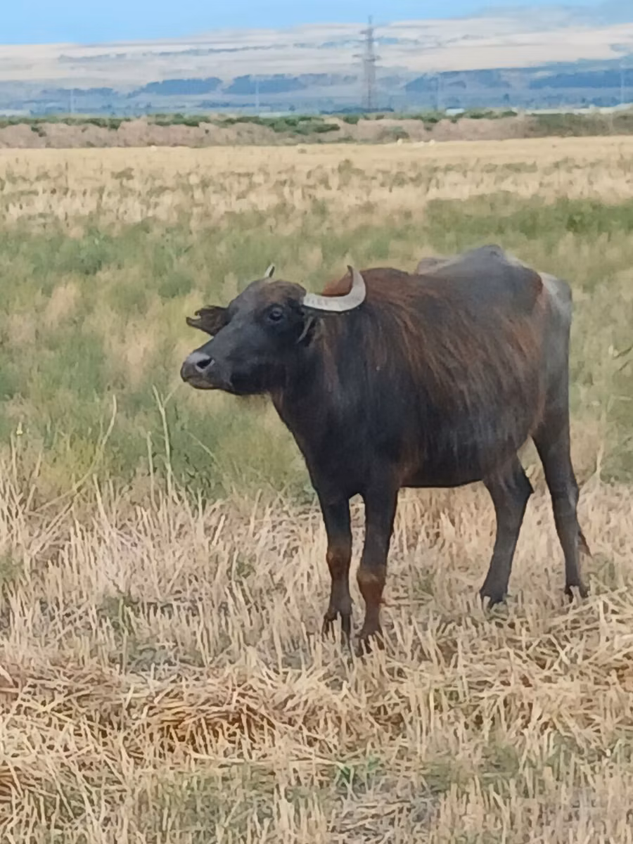 African Buffalo